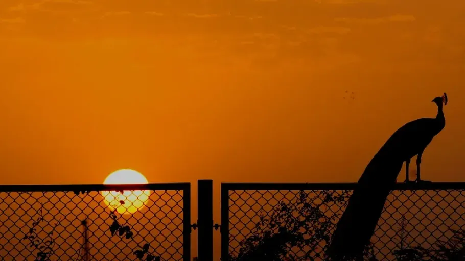 Female Foreign Student Journey